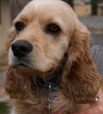 ALFIE1
