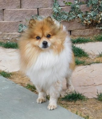 buddy1