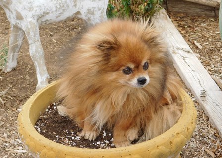 chia