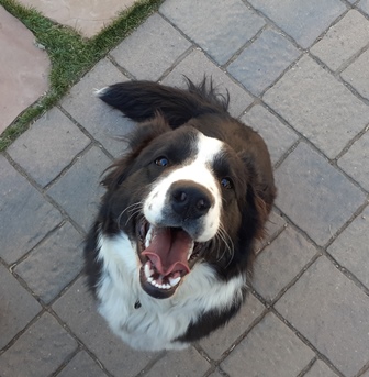 jasper1