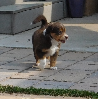 lu