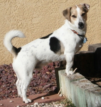 ollie1