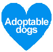 Adoptable dogs