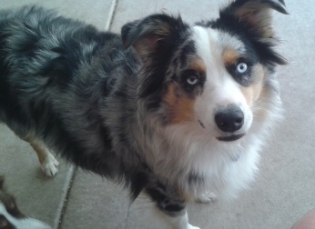 aussiejake