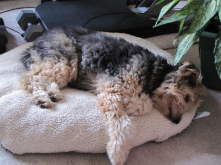 bailey1