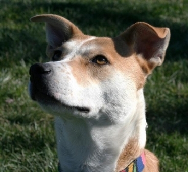 biscuit1