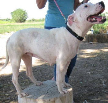 iggy1