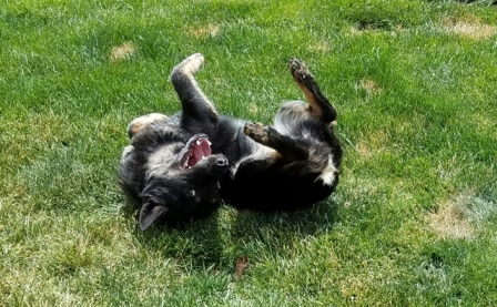 Layla