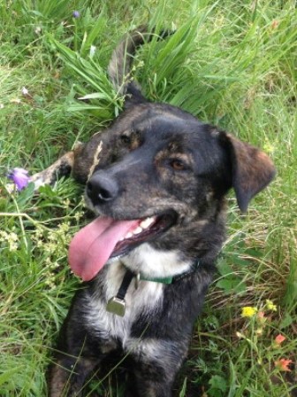 lucy1