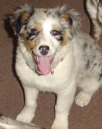 molly1