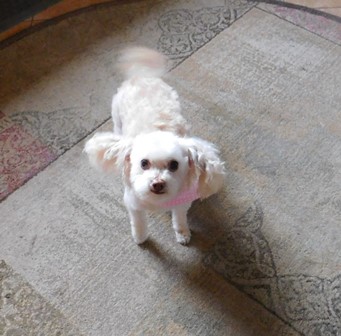 poser22