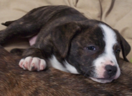 rosiepup1