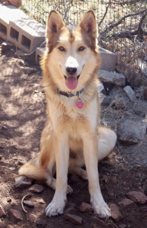 timber1