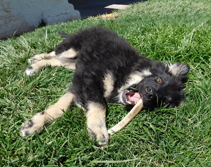 zuni